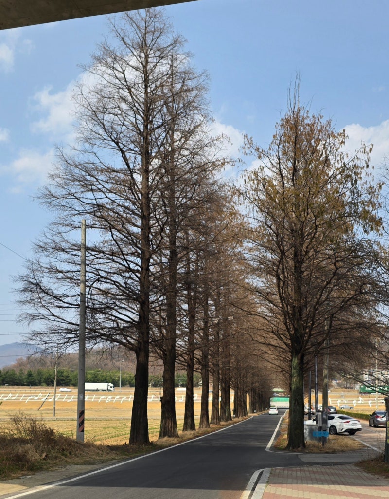 250324...金泉 落羽松 가로수길, 강변조각공원 : 네이버 블로그, image size:800x1025