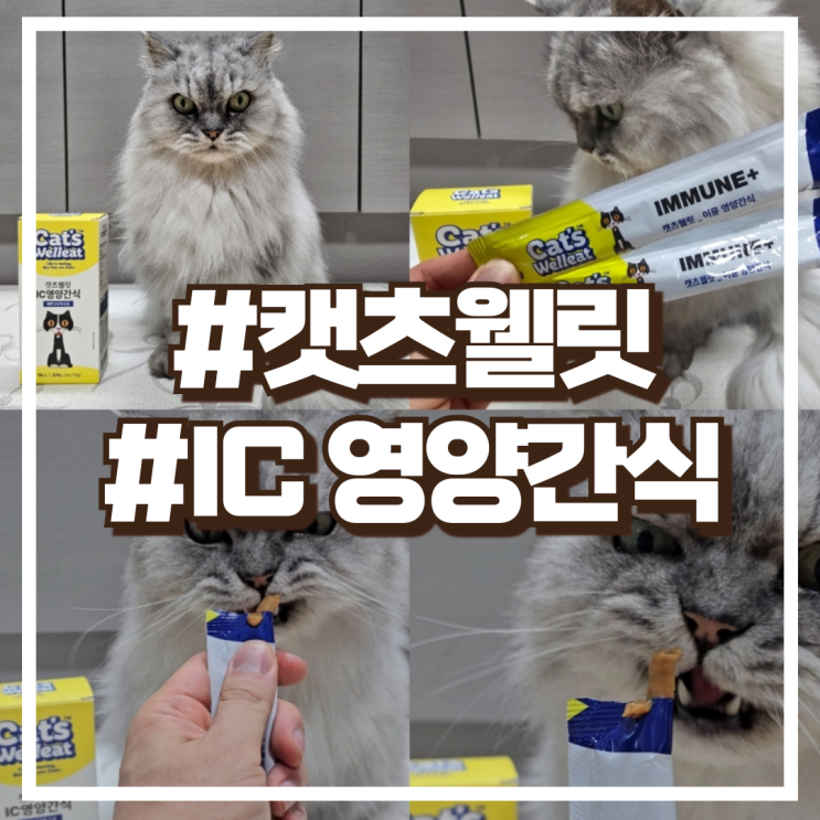  캣츠웰릿 IC영양간식 고양이 맞춤케어 간식 추천