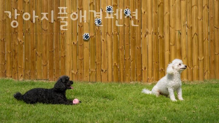 강아지풀애견펜션 사진 1