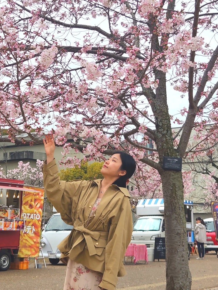  마쓰야마 벚꽃 명소 산책 피크닉 하기 좋은 시로야마 공원