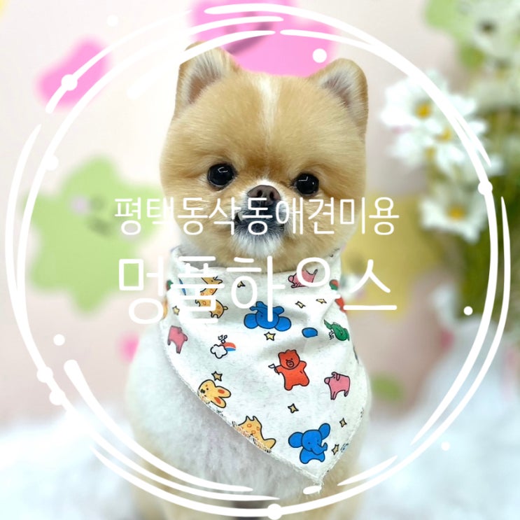  평택 동삭동 애견미용 잘하는곳 멍풀하우스(위생미용+머드팩)