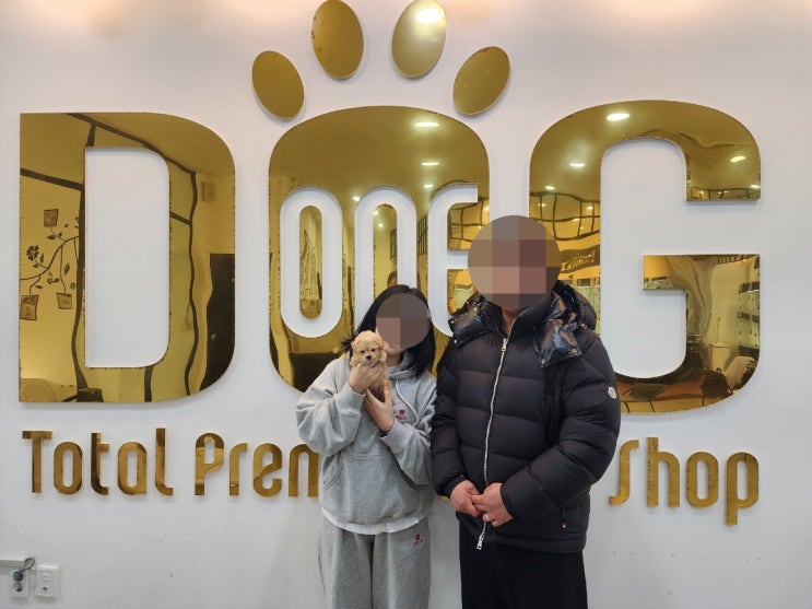  세종 프리미엄 강아지분양 전문 원독 애견분양 센터 젊은 커플 고객님의 토이크림푸들 입양기