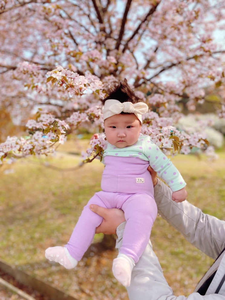 아이와 함께했던 벚꽃 명소 경기도 벚꽃 제주도 벚꽃