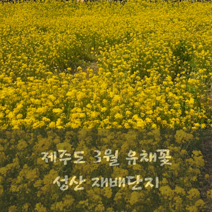  3월 제주도 성산 무료 유채꽃 재배 단지 포토존