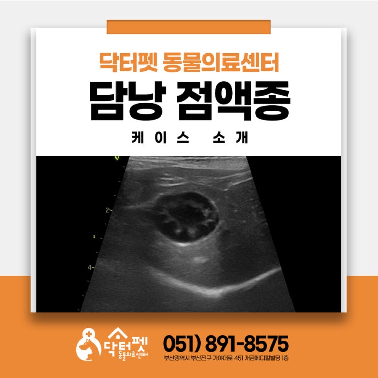  건강검진으로 발견한 6살 푸들 담낭점액종(부산 강아지 담낭제거수술 동물병원 닥터펫동물의료센터)
