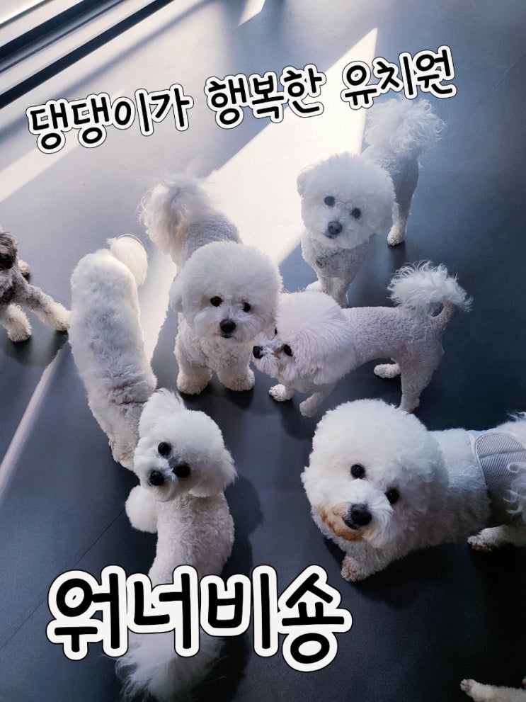 군산애견유치원&카페 워너비숑/내돈내산