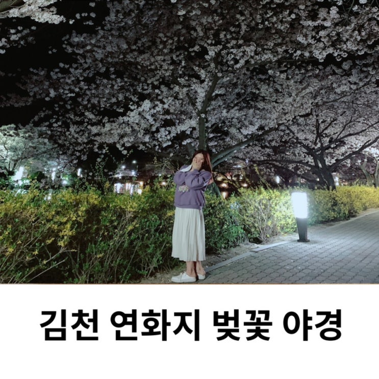  김천 연화지 야경 벚꽃 축제 개화상황 주차장 대구근교 벚꽃 명소