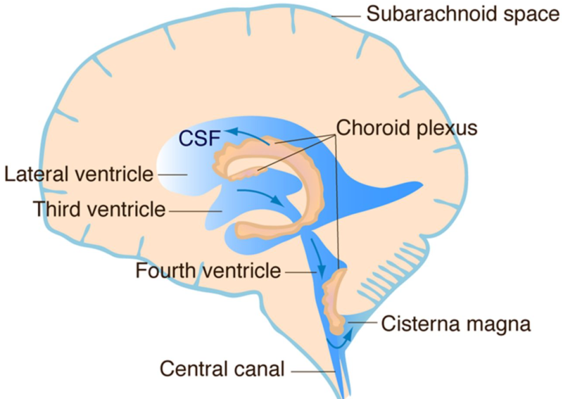 맥락얼기/맥락총(Choroid Plexus)과 CSF와 치매, 기초과학연구원·KAIST 고규영 교수의 연구에 관하여 : 네이버 블로그
