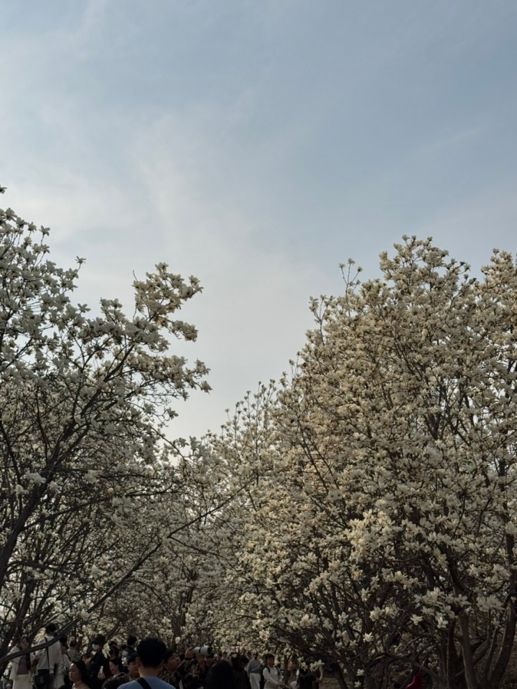 부산근교 봄나들이 김해 가볼만한 곳 목련숲 목련 개화현황(25.03.23) 부산근교 봄나들이 김해 가볼만한 곳 목련숲 목련 개화현황(25.03.23)