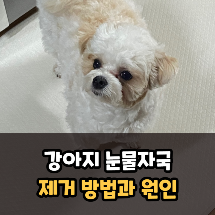  강아지 눈물자국 제거 방법과 원인