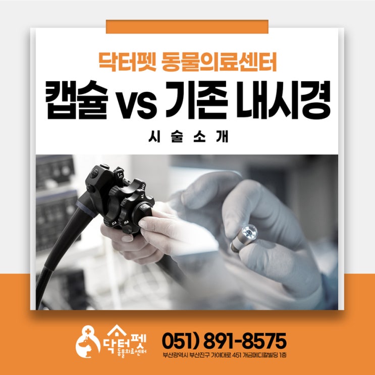  강아지 캡슐 내시경 vs 원조 소화기 내시경 비교 (부산 건강검진 동물병원 닥터펫동물의료센터)