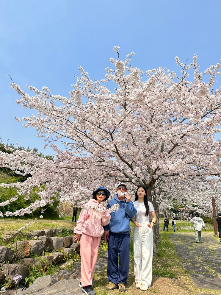  3월 제주도 벚꽃명소 녹산로 유채꽃도로, 예래생태공원 (개화시기)
