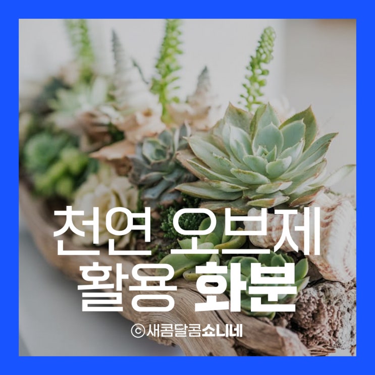  천연 오브제를 활용한 화분과 플랜테리어 인테리어팁