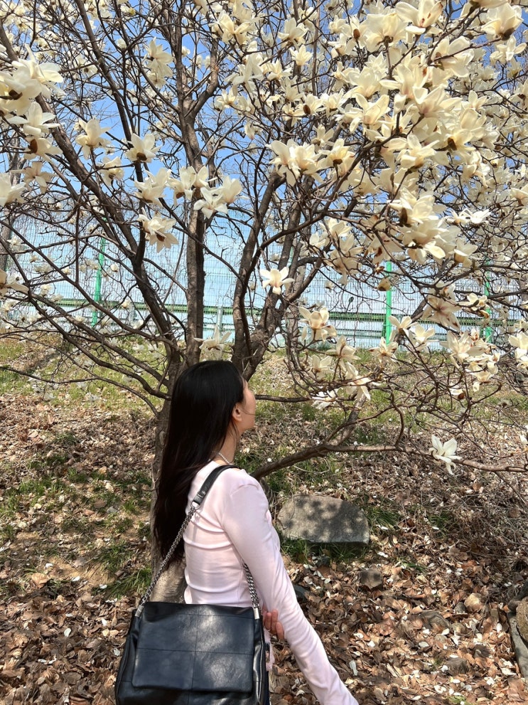  부산경남 꽃놀이 “김해목련숲” 개화시기 및 만개 / 주소 공유