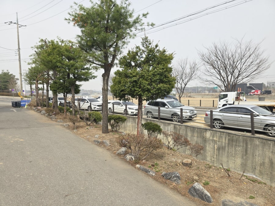 솔나무 사진 2