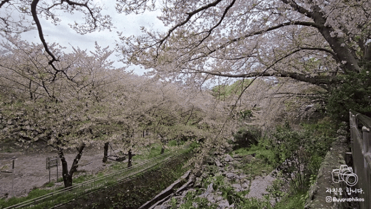  [제주도 제주시 일도2동] 제주 여행 가볼만한곳, 벚꽃 명소 - 제주민속자연사박물관