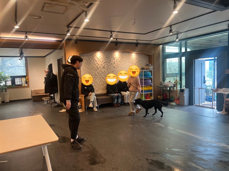  진돗개 카누는 입질과 산책시 줄당김으로 교육중이에요![드림애견학교]
