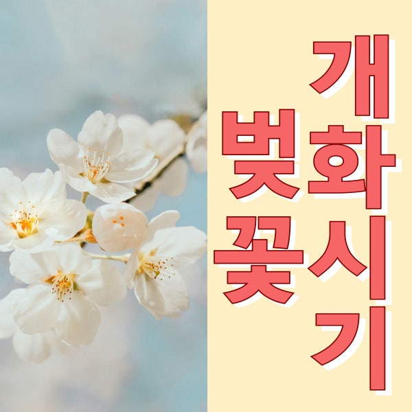  벚꽃 개화시기 2025년 군락지 정보 봄.봄.봄 봄이 오네요