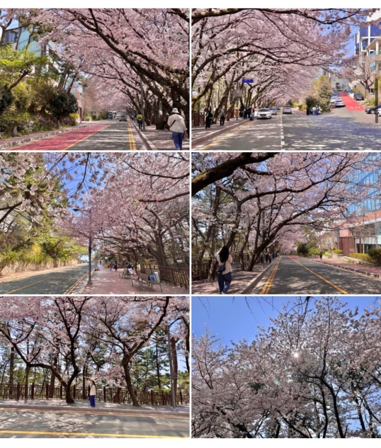  2025년 부산벚꽃개화시기 부산벚꽃실시간(2025.03.24기준)
