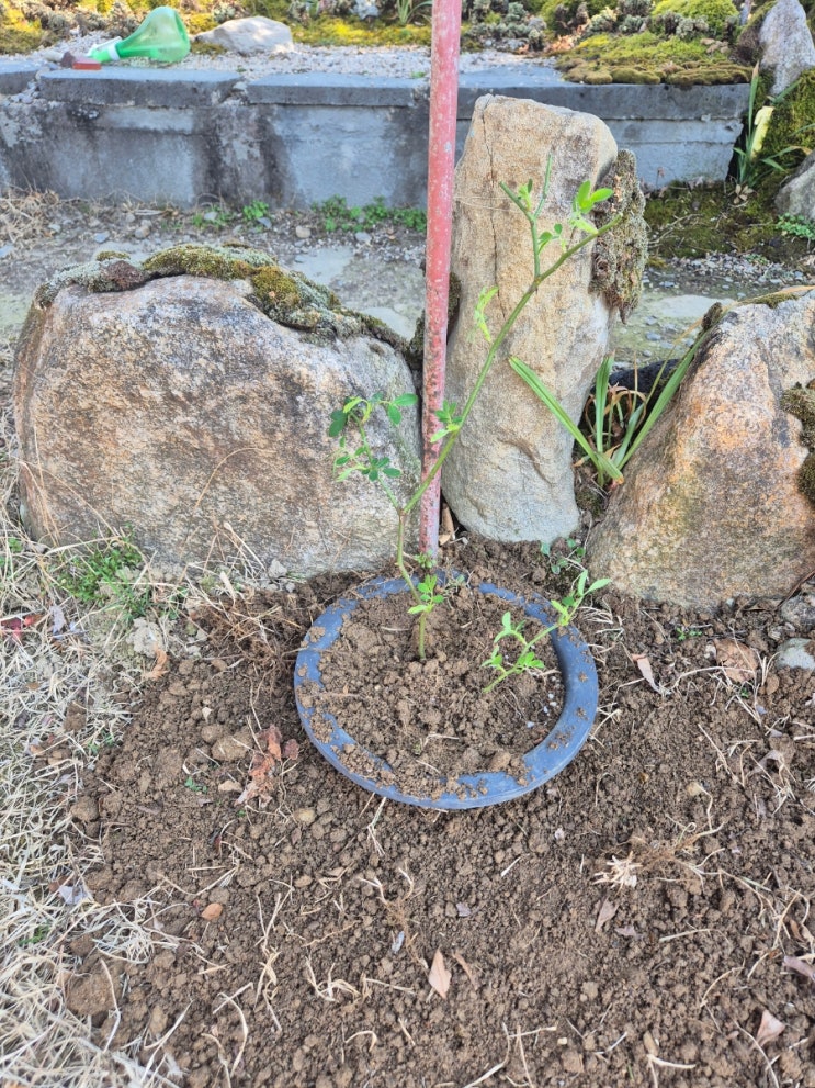  큐가든에서  백합구근ㆍ 장미 구매
