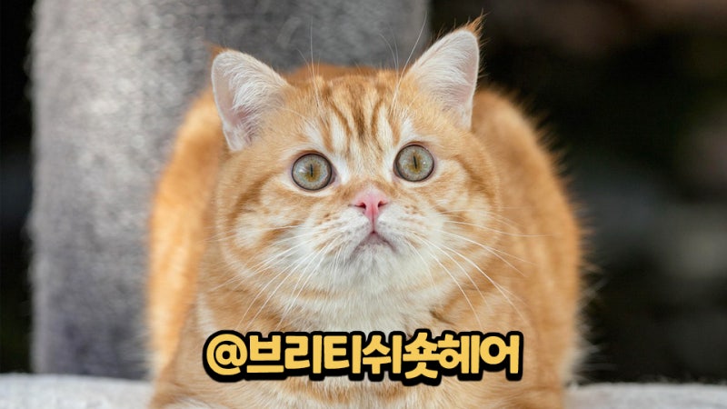브리티쉬 숏헤어 브리티시 쇼트헤어 분양가격 성격 유전병 털 빠짐 수명