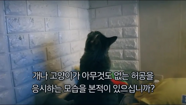  개나 고양이가 벽이나 허공을 응시하는 이유