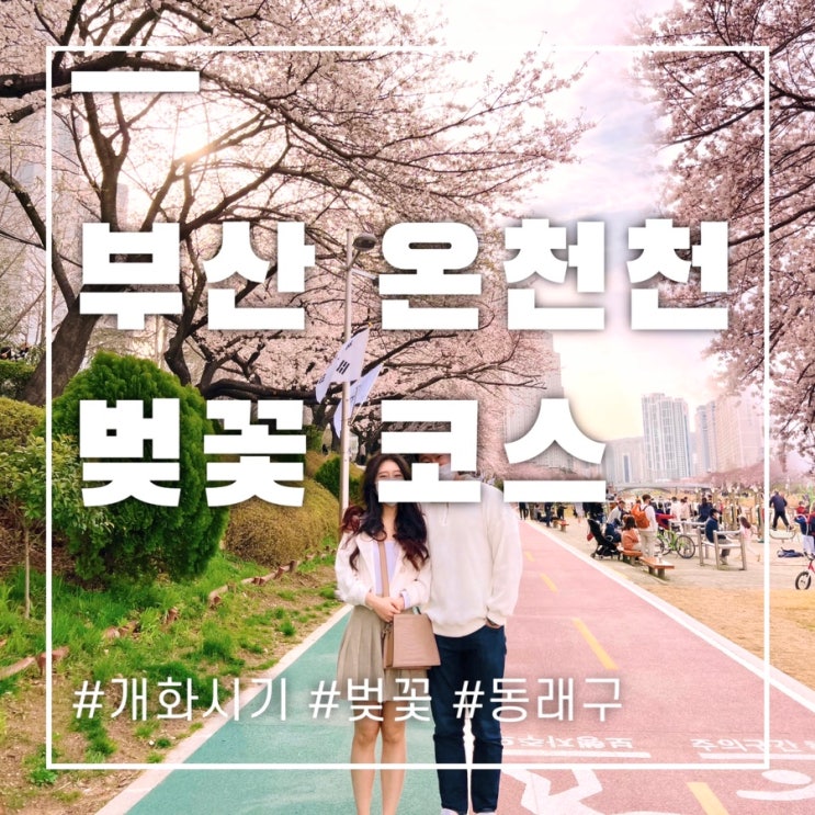  온천천 벚꽃 개화 시기 부산 봄꽃 명소 여행코스