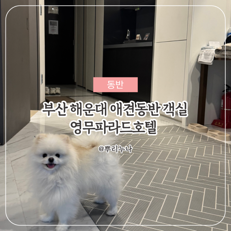 부산 해운대 애견동반 호텔 | 영무파라드호텔 프리미어 온돌 후기