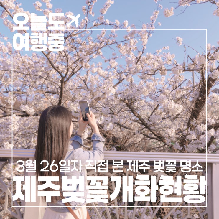  전농로 활짝 가시리는 아직! 제주 벚꽃 개화 상황 공유해요 (3월 26일 기준)