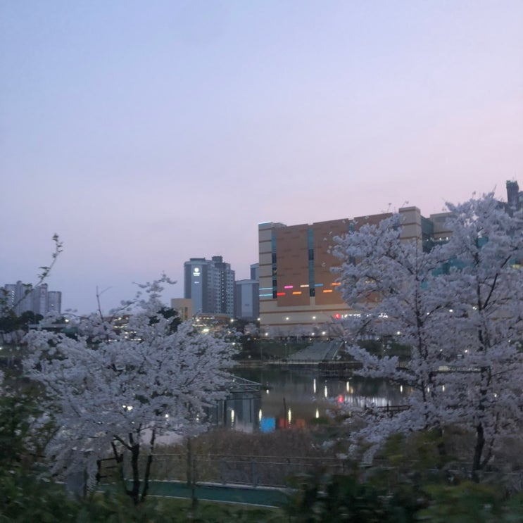  광주 수완지구 호수공원 벚꽃명소 개화상황