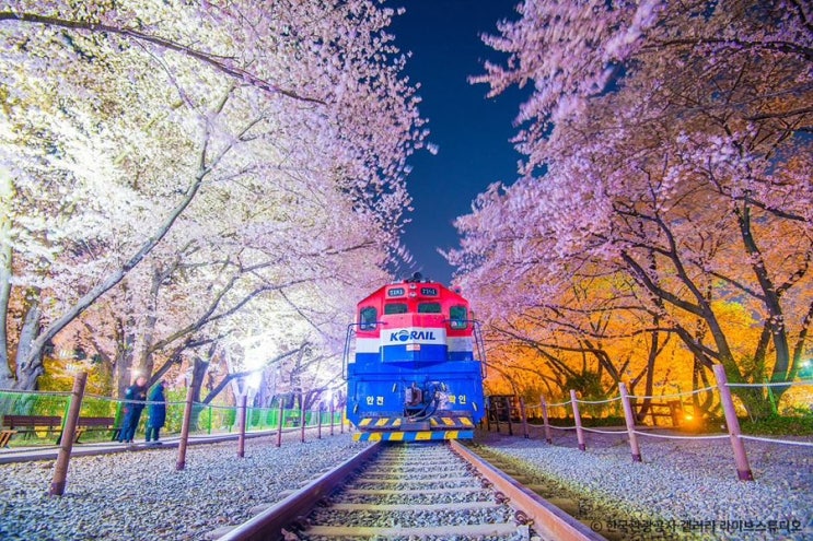  벚꽃과 낭만의 진해 군항제, 모든 걸 알려드립니다!