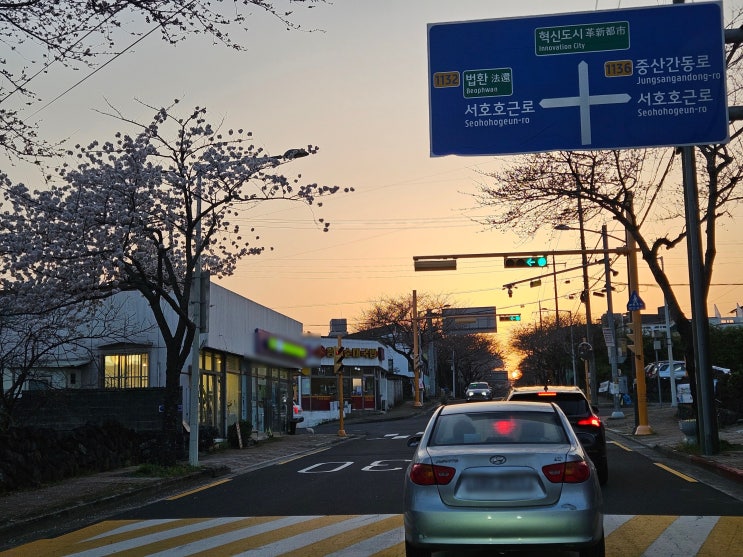  제주도 벚꽃 명소 TOP5 3월 26일 기준 개화 현황