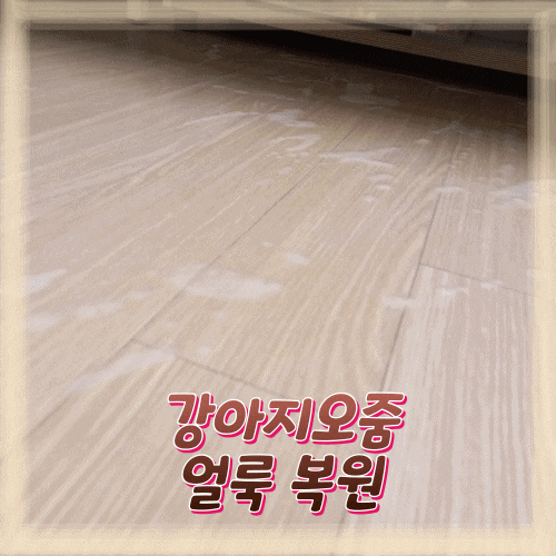 강아지오줌 마루색깔 변색 복원하기