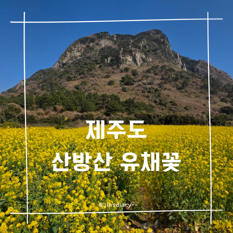  제주도 서귀포 산방 유채꽃 사계로 114번 길 유로 유채꽃밭