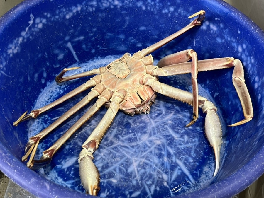 신항가보자대게 사진 4