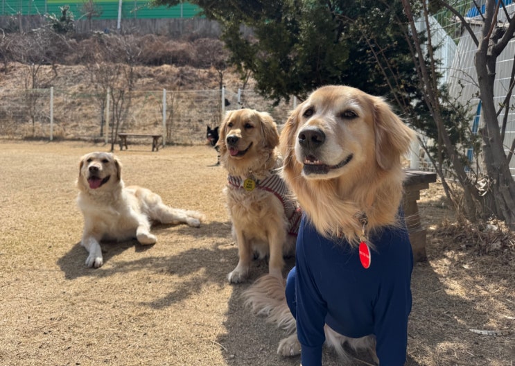  판교 애견유치원 :) 천연잔디 강아지운동장 라드독을 선택하는 이유
