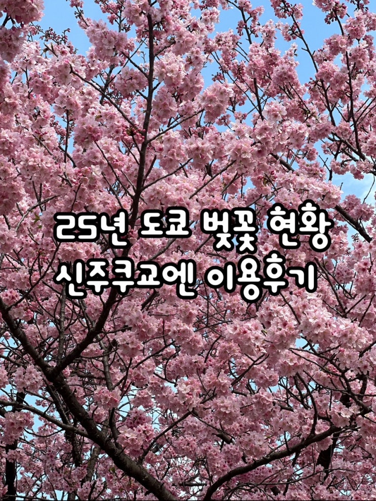  [일본 도쿄] 신주쿠교엔 실시간 도쿄 벚꽃 개화 현황(3월 25일) + 만개 예상 시기