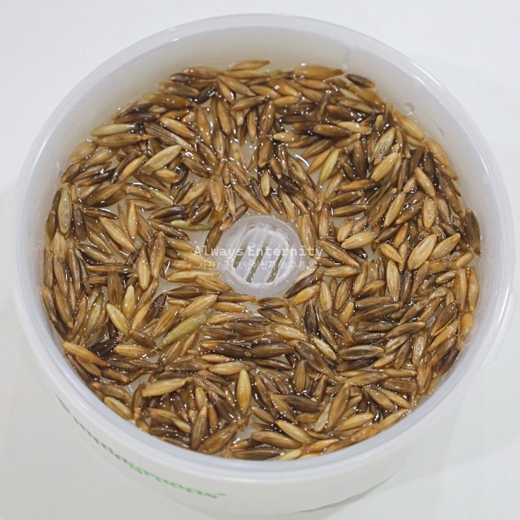  캣그라스 키우기, 수경재배로 깔끔하게! 뮤토 서클 사용후기 -1탄