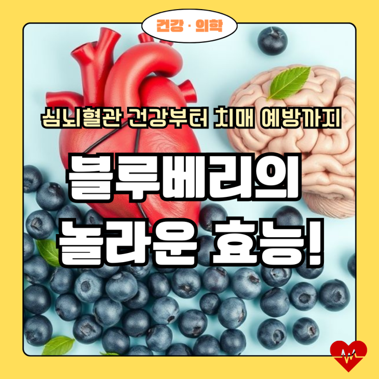  블루베리의 놀라운 효능! 심뇌혈관 건강부터 치매 예방까지