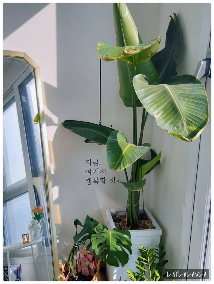  부천왁싱 부천헤어라인왁싱은 무조건 끌리영뷰티로 가세요 진심