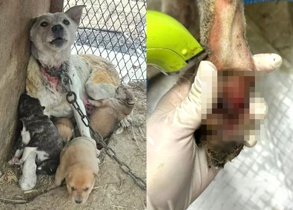  "불길 속 새끼 지키려"… 쇠줄 묶여 피부 찢기고 화상 입은 백구
