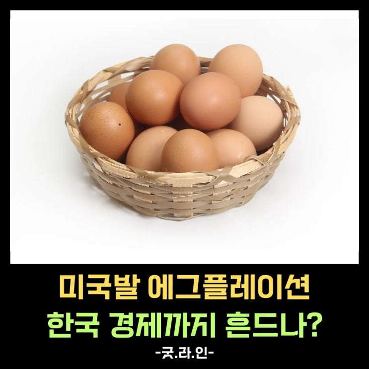 미국 계란 한 알에 담긴 경제 위기! 에그플레이션, 당신의 지갑을 노린다! 미국 계란 한 알에 담긴 경제 위기! 에그플레이션, 당신의 지갑을 노린다!