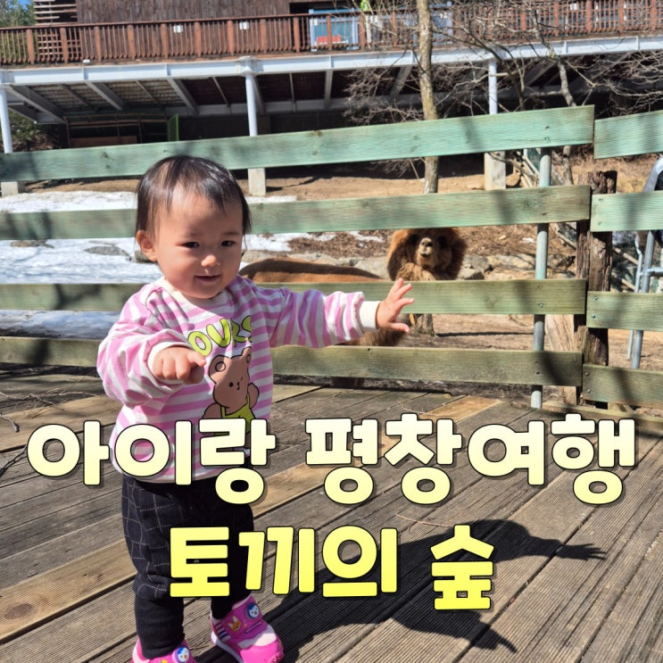 아이랑 평창 자유여행 가볼만한곳 - 토끼의숲 생태학습원 먹이주기와 다양한 핸들링체험 & 숲놀이터