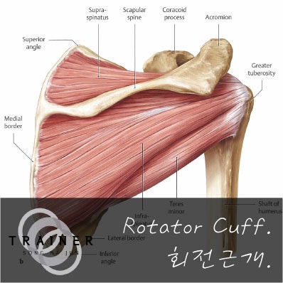  해운대PT, 해운대헬스, 우동PT, 대연동PT / 회전근개의 기능에 대하여