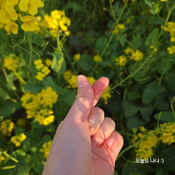  성산일출봉과 유채꽃밭이 같이 나오는 사진 스팟! 제주도 유채꽃 명소 성산유채꽃밭 :D