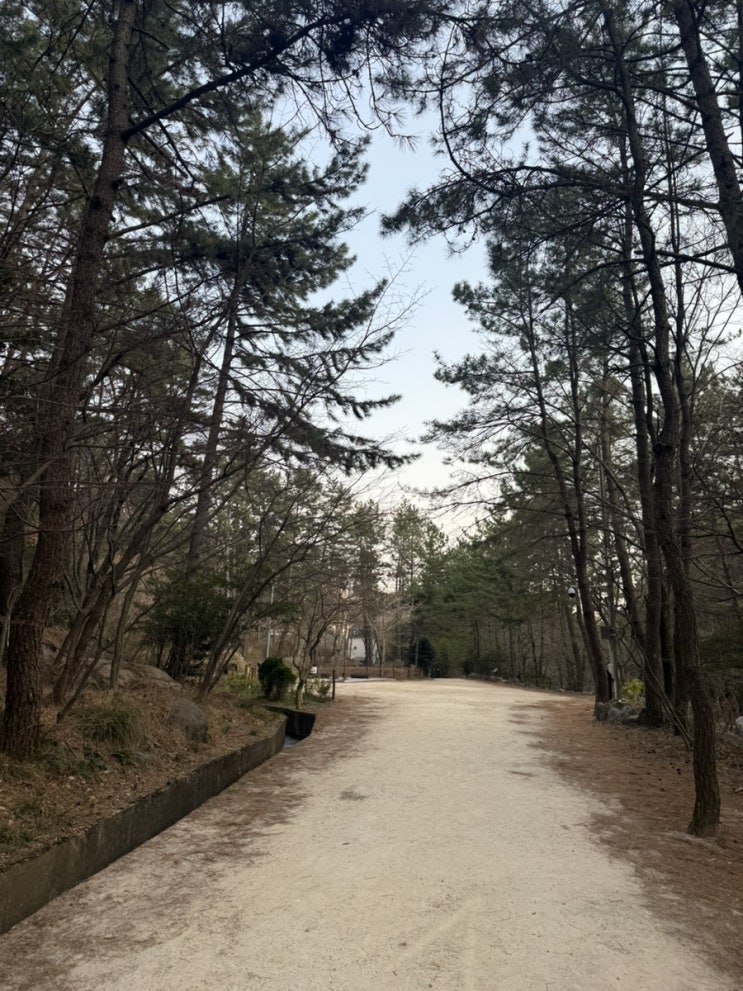  블챌)3월 부산 벚꽃 봄맞이 등산 야외 활동 해운대 산책