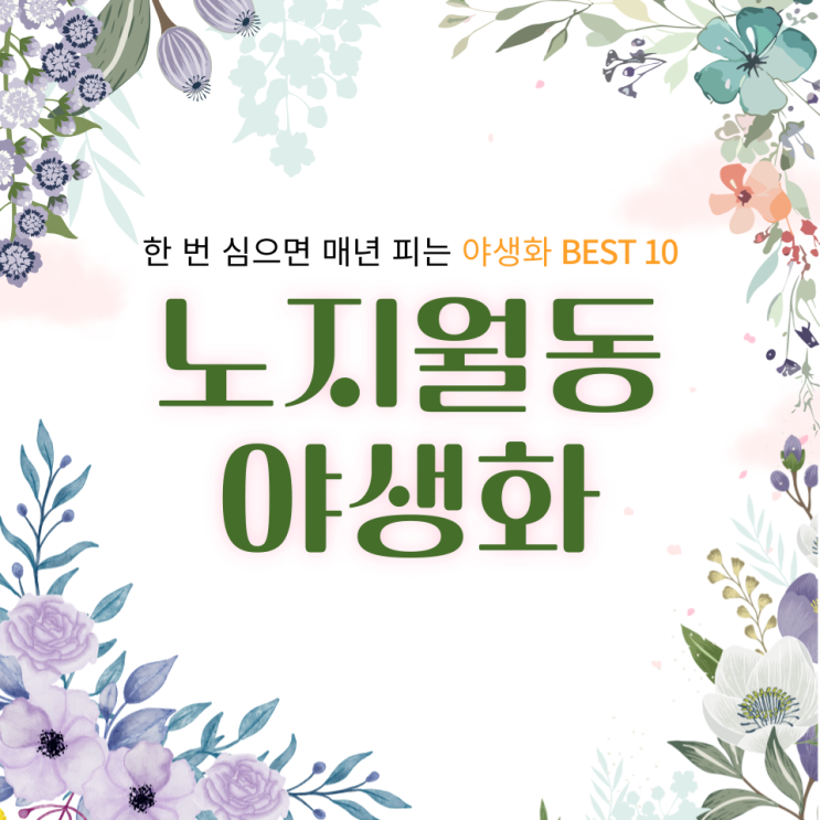  한 번 심으면 매년 피는 노지월동 야생화 추천 BEST 10