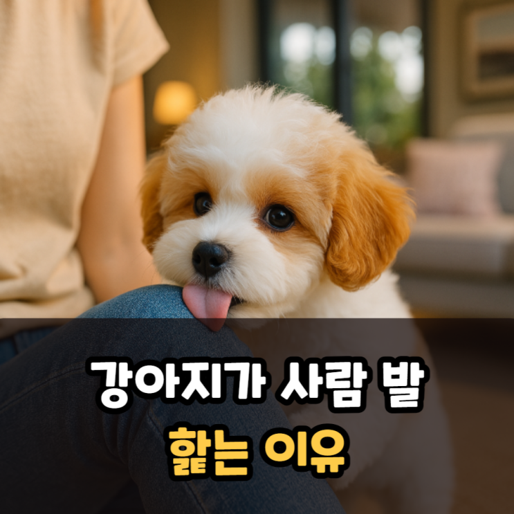  강아지가사람발을핥는이유