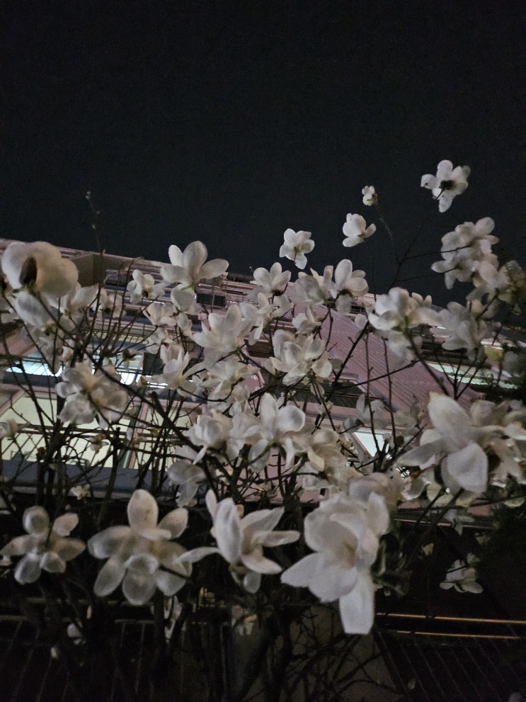  생각하는 청소년과 어른 - < 미드나잇 라이브러리_매트 헤이그 >