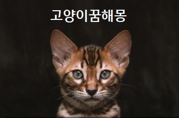  고양이꿈 해몽 고양이가 할퀴는 꿈 무는 꿈 고양이를 죽이는 꿈 키우는 꿈